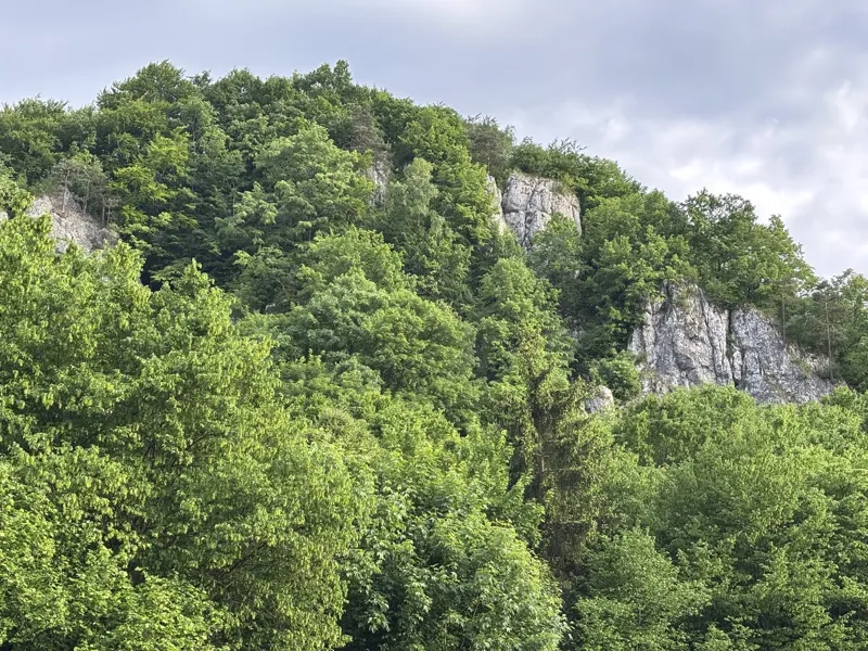 Las bukowy otaczający kwatery w Dolinie Będkowskiej